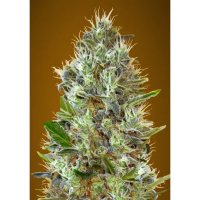 Advanced Seeds Auto Somango - feminised