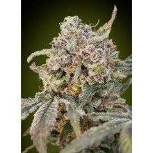 Advanced Seeds Auto Somango Glue - feminised