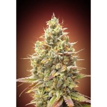 Advanced Seeds Auto Strawberry Banana - feminised