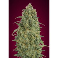 Advanced Seeds Auto Strawberry Gum - feminised