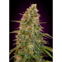 Advanced Seeds Auto Zkittlez - feminised