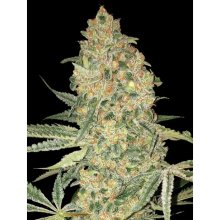 Advanced Seeds Bruce Banner - feminised