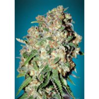 Advanced Seeds Critical - feminised