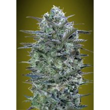 Advanced Seeds Critical Lemon - feminised