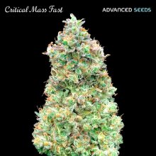 Advanced Seeds Critical Mass Fast - feminised