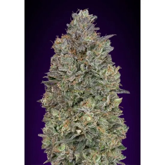 Advanced Seeds Critical Purple Kush - feminised