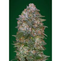 Advanced Seeds Critical Soma - feminised