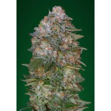 Advanced Seeds Critical Soma - feminised