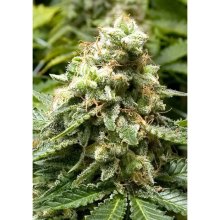 Advanced Seeds Early Widow - feminised