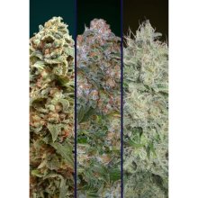 Advanced Seeds Feminized Collection #4 - feminised