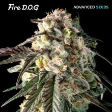 Advanced Seeds Fire Dog - feminised