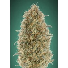 Advanced Seeds Gorilla Blue - feminised