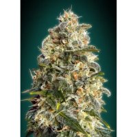 Advanced Seeds Heavy Bud - feminised