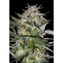 Advanced Seeds Jack Plant - feminised