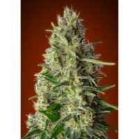 Advanced Seeds Kali 47 - feminised