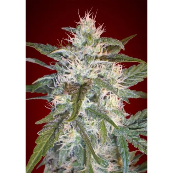 Advanced Seeds Kaya 47 - feminised