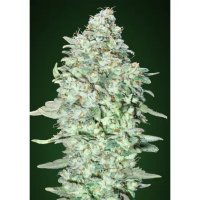 Advanced Seeds OG Kush SFV - feminised