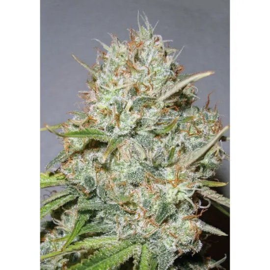 Advanced Seeds Shark Widow - feminised