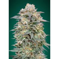 Advanced Seeds Shark Widow CBD - feminised