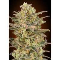 Advanced Seeds Somango Glue - feminised