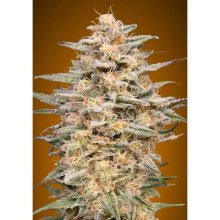 Advanced Seeds Somango Widow - feminised