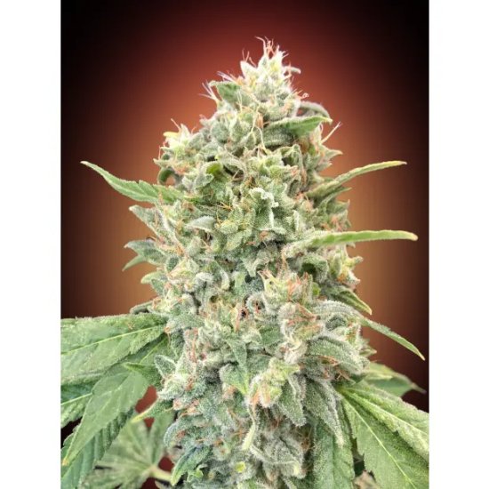 Advanced Seeds Strawberry Banana - feminised