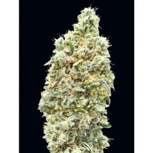 Advanced Seeds Strawberry Banana Fast - feminised