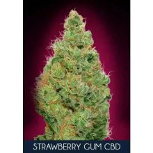 Advanced Seeds Strawberry Gum CBD - feminised