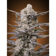 Advanced Seeds Watermelon OG - feminised