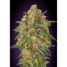 Advanced Seeds Zkittlez - feminised