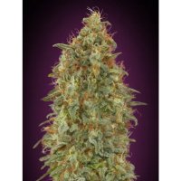 Advanced Seeds Zkittlez Fast - feminised