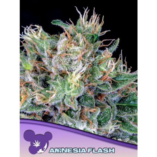 Anesia Seeds Amnesia Flash - feminised