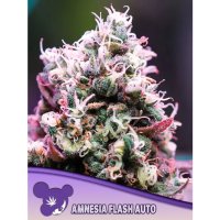 Anesia Seeds Amnesia Flash Auto - feminised