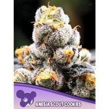 Anesia Seeds Anesia Scout Cookies - feminised