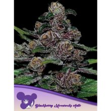 Anesia Seeds Auto Blackberry Moonrocks - feminised