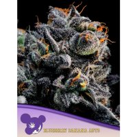 Anesia Seeds Auto Blueberry Banana - feminised