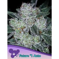 Anesia Seeds Auto Future #1 - feminised