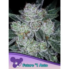 Anesia Seeds Auto Future #1 - feminised