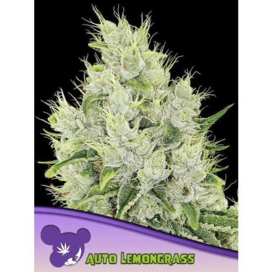 Anesia Seeds Auto Lemongrass - feminised