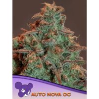 Anesia Seeds Auto Nova OG - feminised