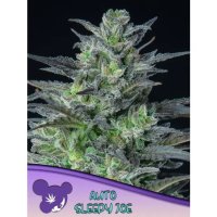 Anesia Seeds Auto Sleepy Joe - feminised