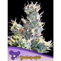 Anesia Seeds Auto Yuhbary - feminised