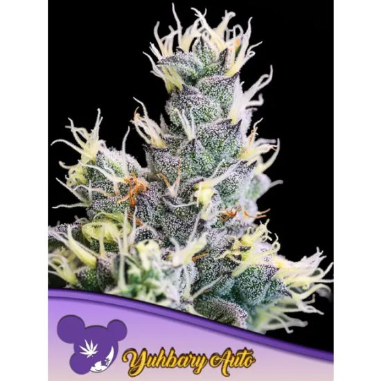 Anesia Seeds Auto Yuhbary - feminised