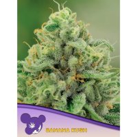 Anesia Seeds Banana Kush - feminised