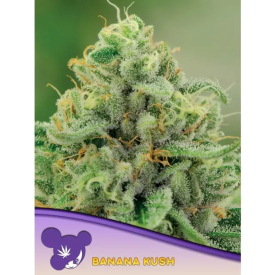 Anesia Seeds Banana Kush - feminised