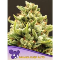 Anesia Seeds Banana Kush Auto - feminised