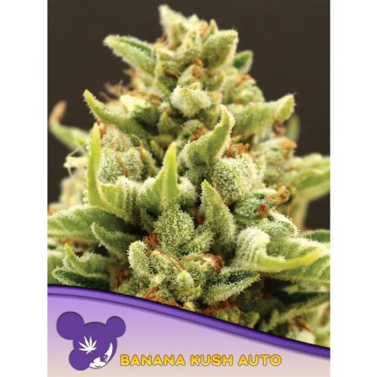 Anesia Seeds Banana Kush Auto - feminised