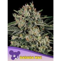 Anesia Seeds Banana Mac - feminised