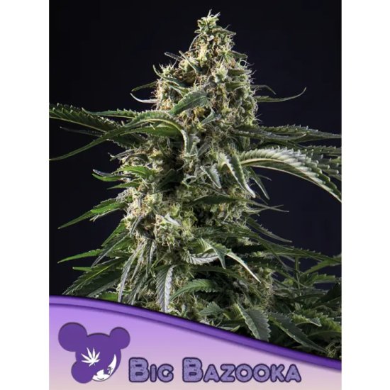 Anesia Seeds Big Bazooka - feminised