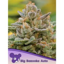 Anesia Seeds Big Bazooka Auto - feminised